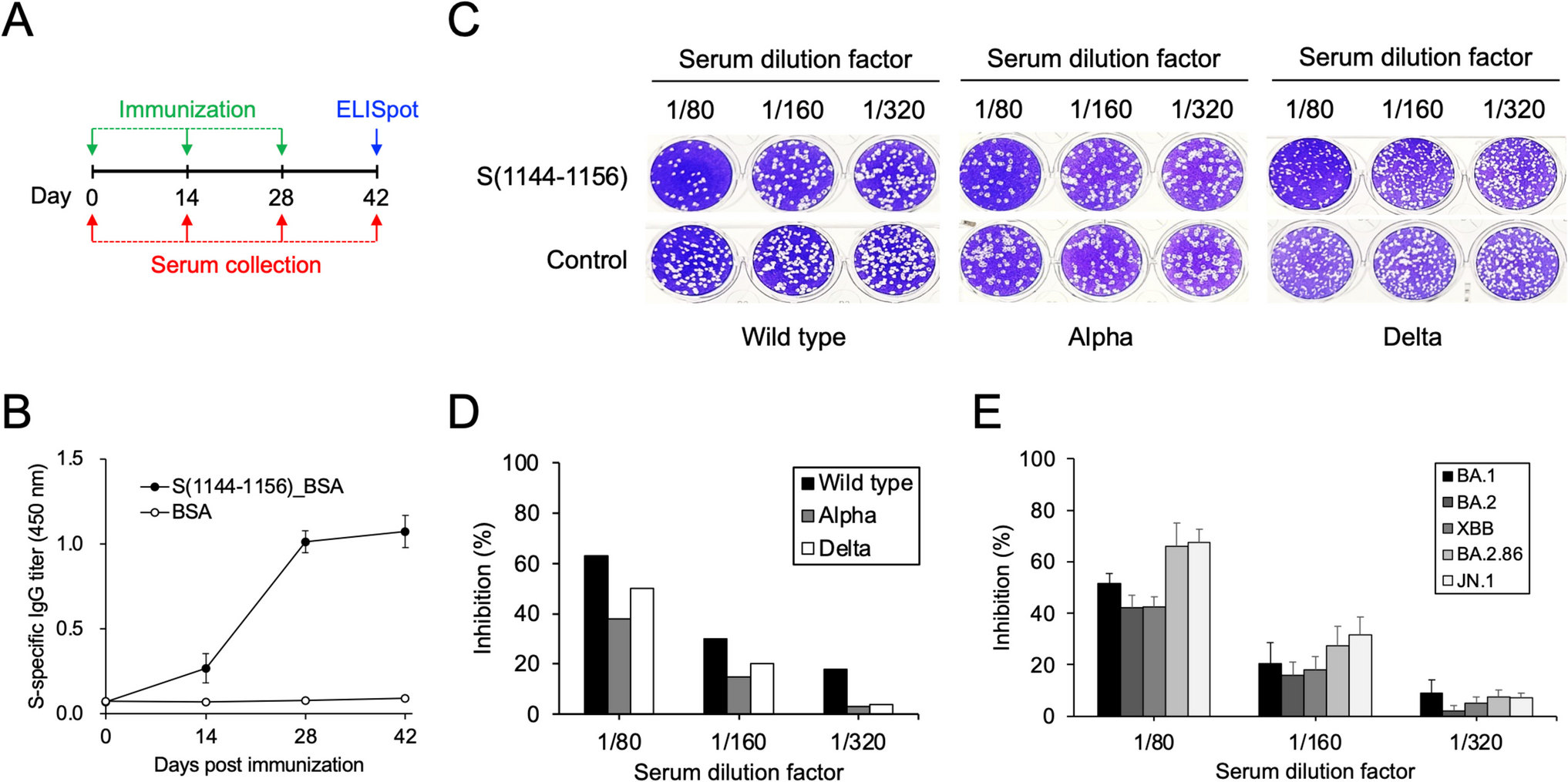 Design of the conserved epitope peptide of SARS-CoV-2 spike protein as the broad-spectrum COVID-19 vaccine