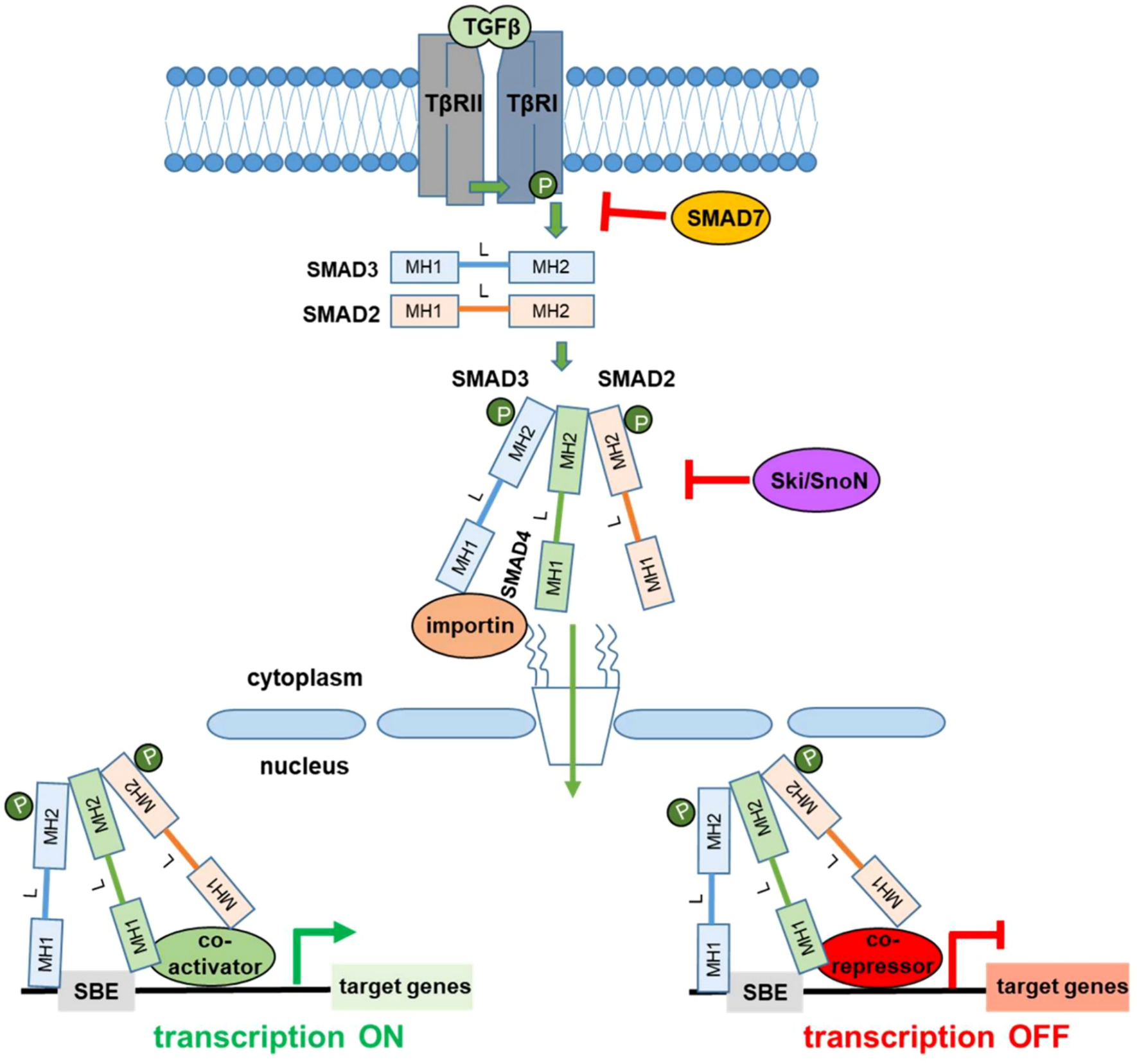 Prognostic Role of Transforming Growth Factor-β Signaling Pathway Alterations in Endometrial Cancers: A Prospective Cohort Study