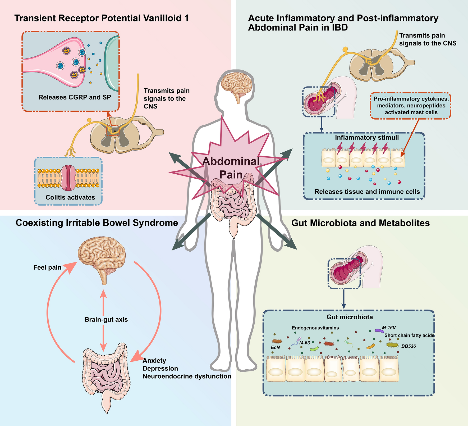 Abdominal Pain in Inflammatory Bowel Disease-Epidemiology, Pathophysiology, and Management: A Narrative Review