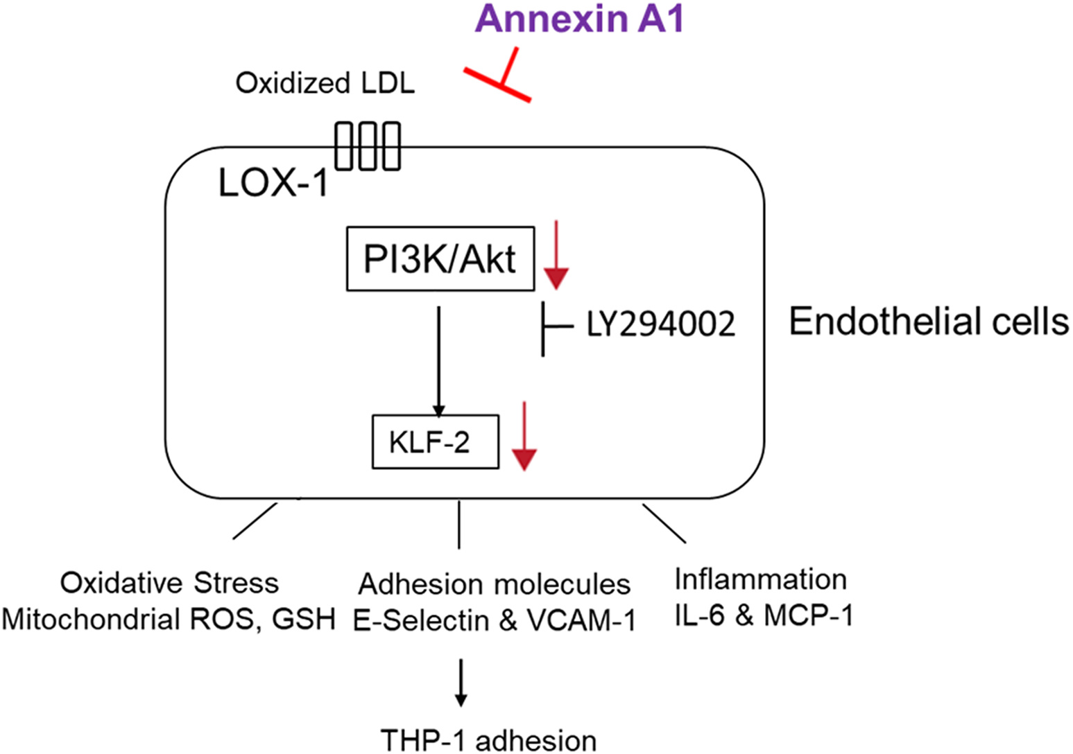 The protective effects of annexin A1 against oxidized-LDL-induced monocytes adhesion to endothelial cells: implication in atherosclerosis