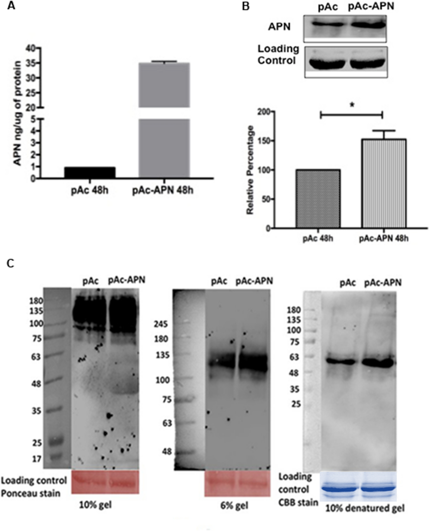 Adiponectin-induced activation of ERK1/2 drives fibrosis in retinal pigment epithelial cells