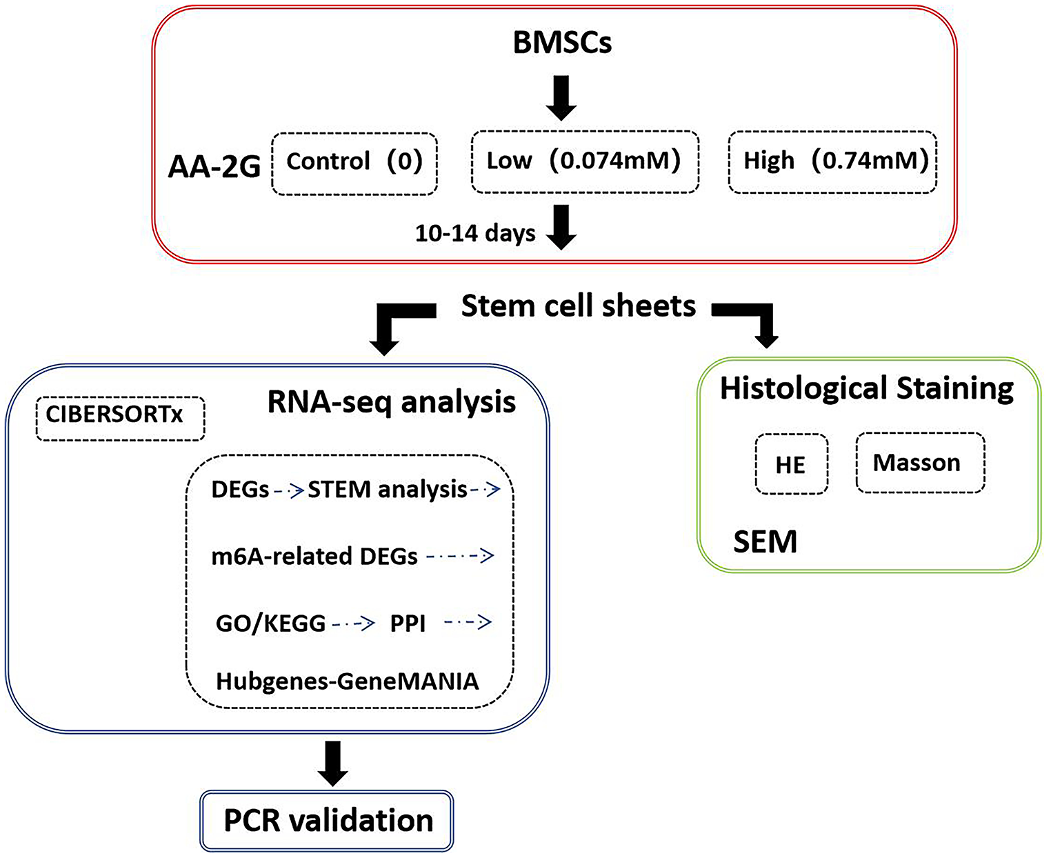 Exploration of N6-methyladenosine modification in ascorbic acid 2-glucoside constructed stem cell sheets