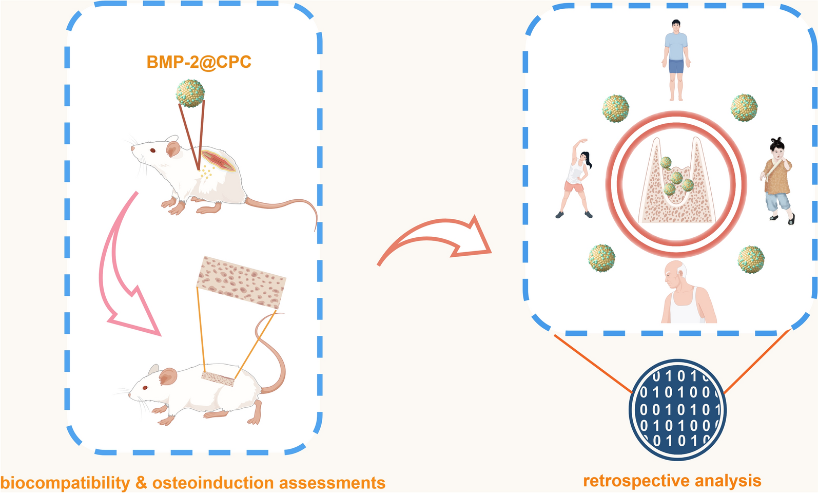 In vivo validation of osteoinductivity and biocompatibility of BMP-2 enriched calcium phosphate cement alongside retrospective description of its clinical adverse events