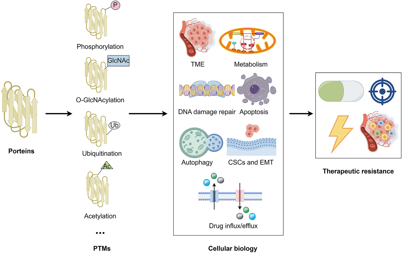 Crosstalk between O-GlcNAcylation and ubiquitination: a novel strategy for overcoming cancer therapeutic resistance