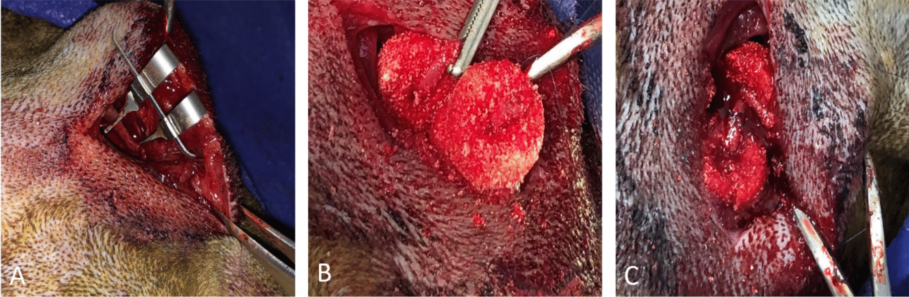 Pre-vascularized porous gelatin-coated β-tricalcium phosphate scaffolds for bone regeneration: an in vivo and in vitro investigation