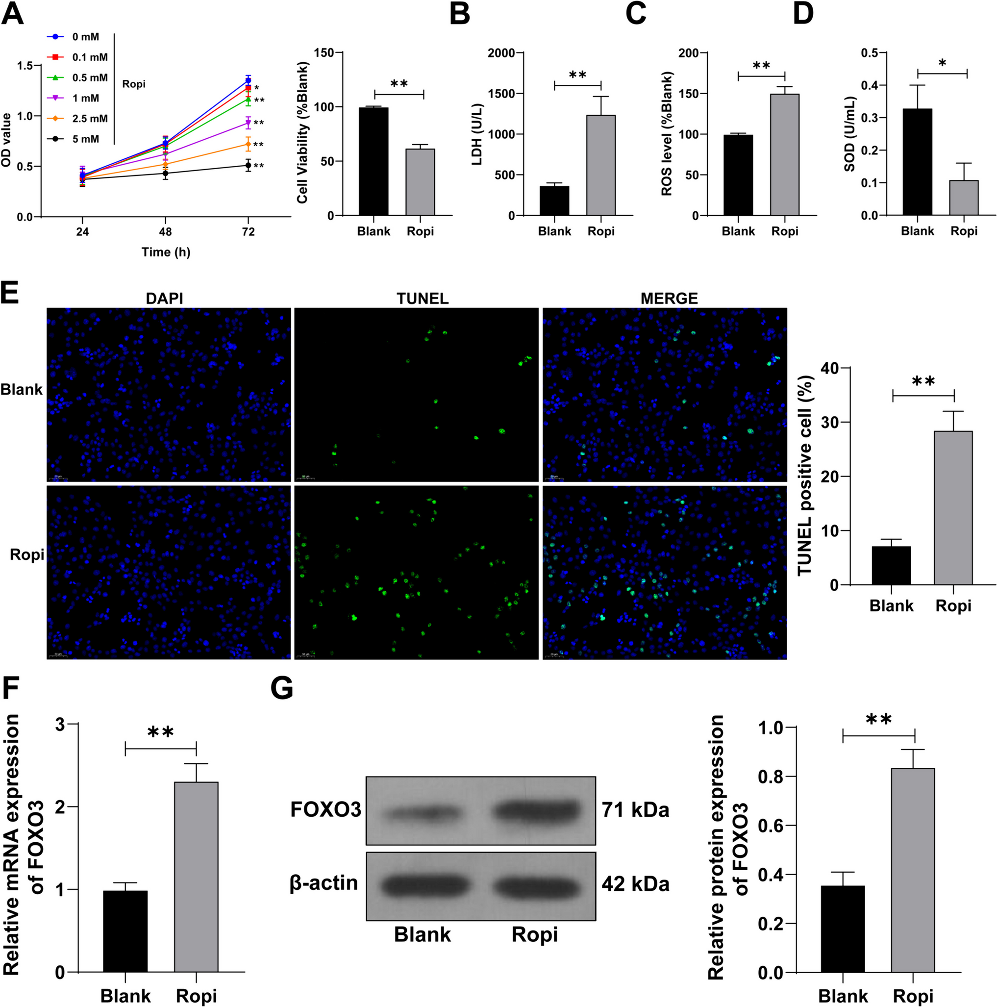 Inhibition of FOXO3 ameliorates ropivacaine-induced nerve cell damage through the miR-126-5p/TRAF6 axis