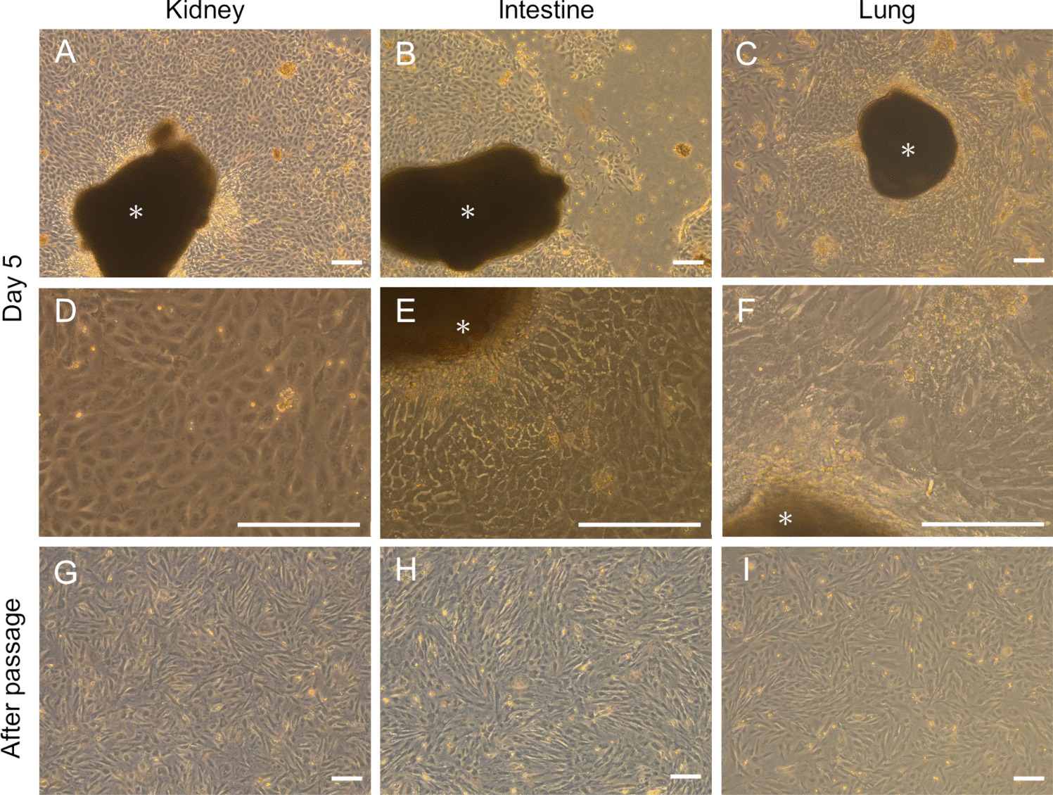 Cultivation of primary cells derived from three organs of a striped dolphin (Stenella coeruleoalba) using a simple culture method