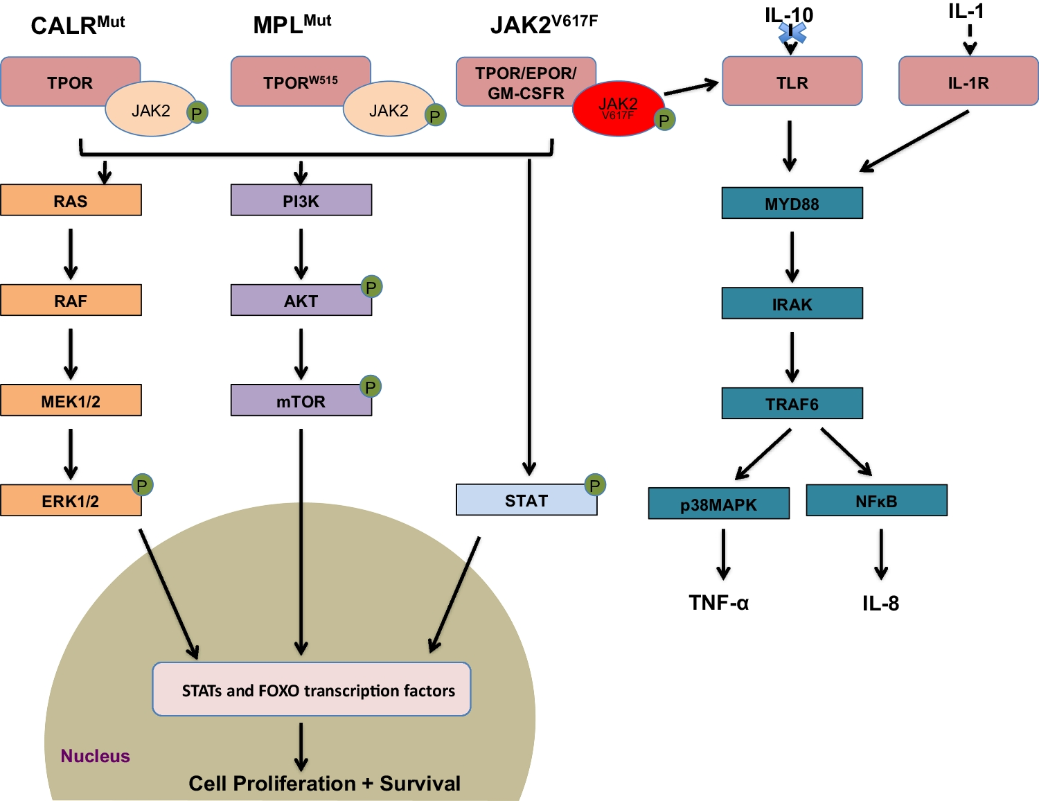 JAK Inhibitors for Myelofibrosis: Strengths and Limitations