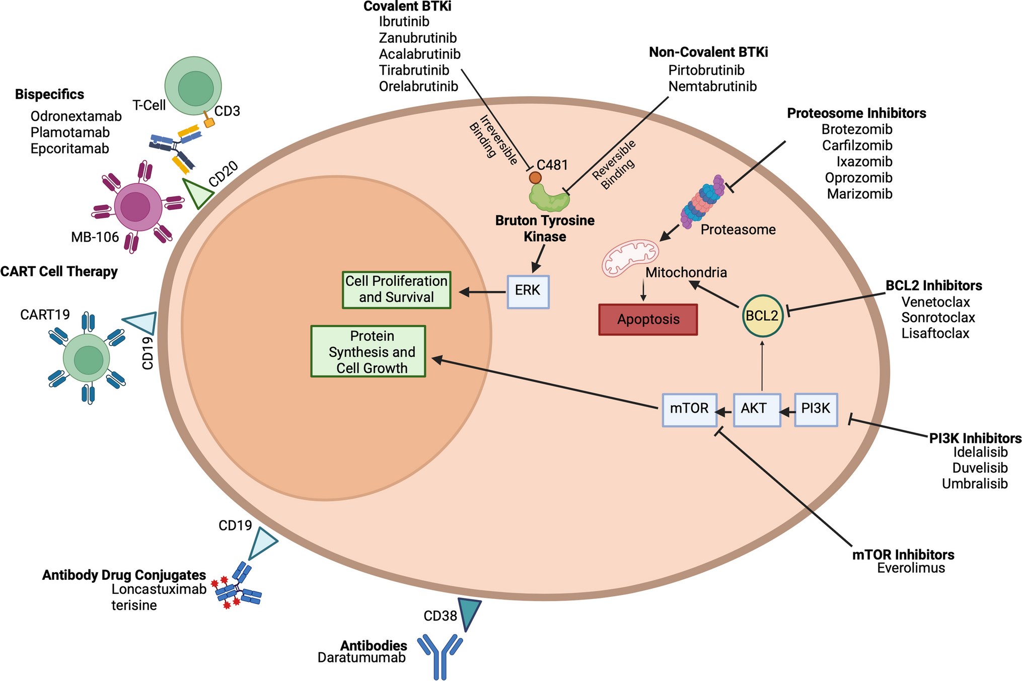 Novel Approaches to Managing Patients with Relapsed and Refractory Waldenström Macroglobulinemia
