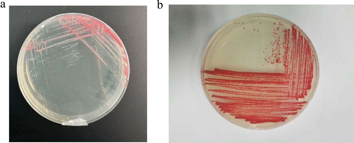 Insights into the Genome of a New Strain Serratia rubidaea XU1 Isolated from Radioactive Soil and its Prodigiosin Production and Antimicrobial Properties