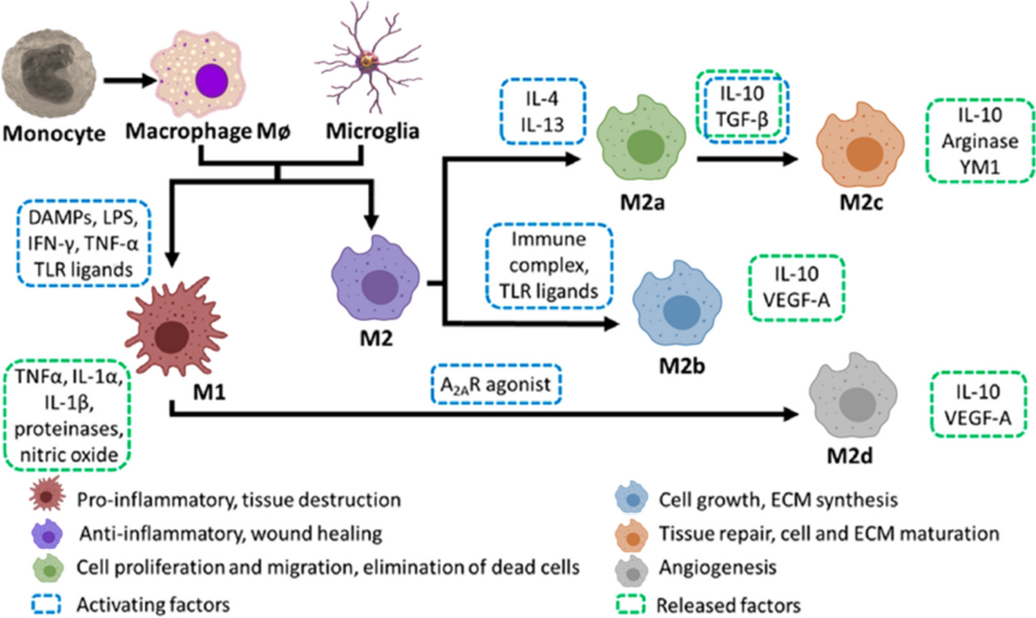 Macrophages’ Functions in the Central and Peripheral Nervous Regeneration