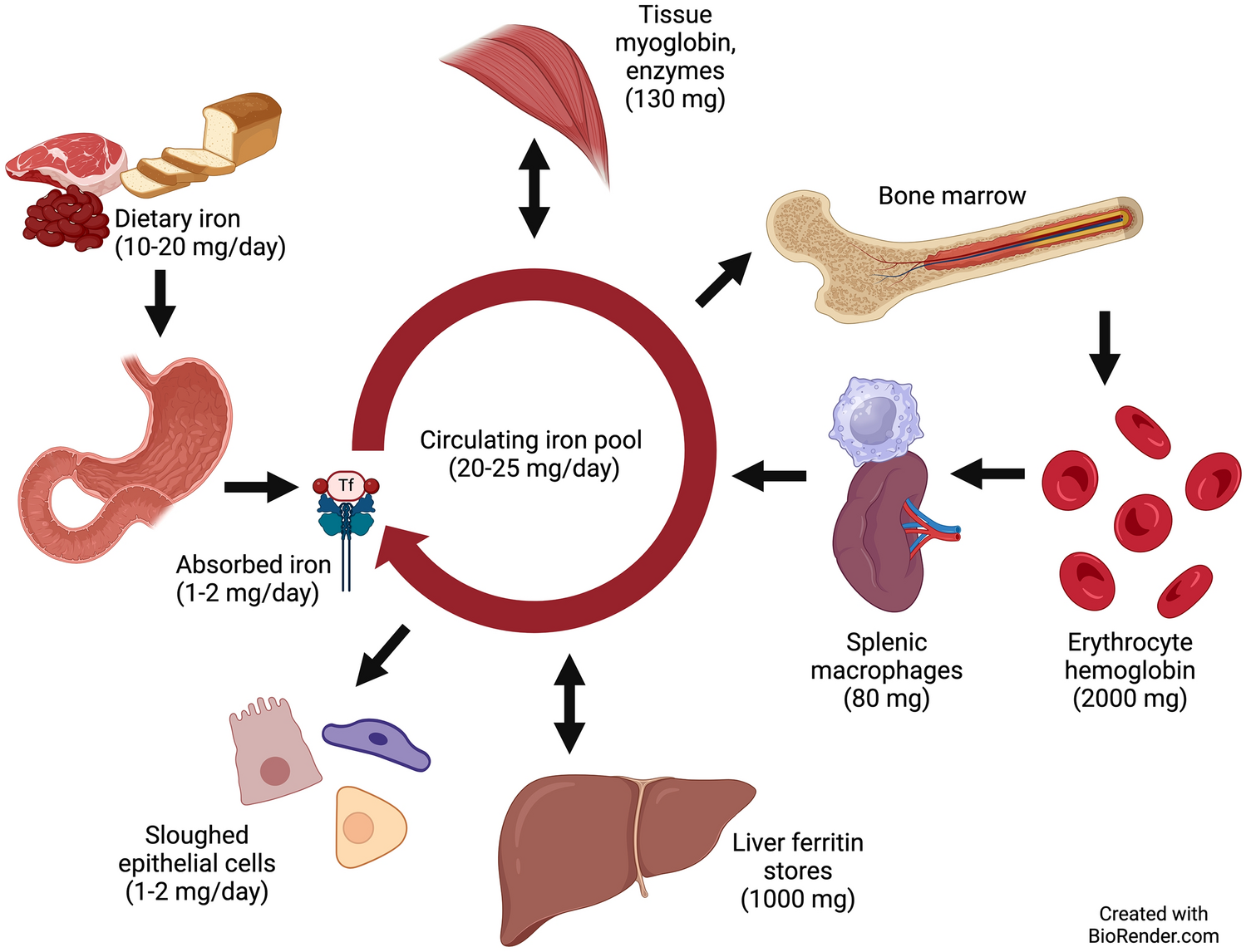 Assessing Human Iron Kinetics Using Stable Iron Isotopic Techniques