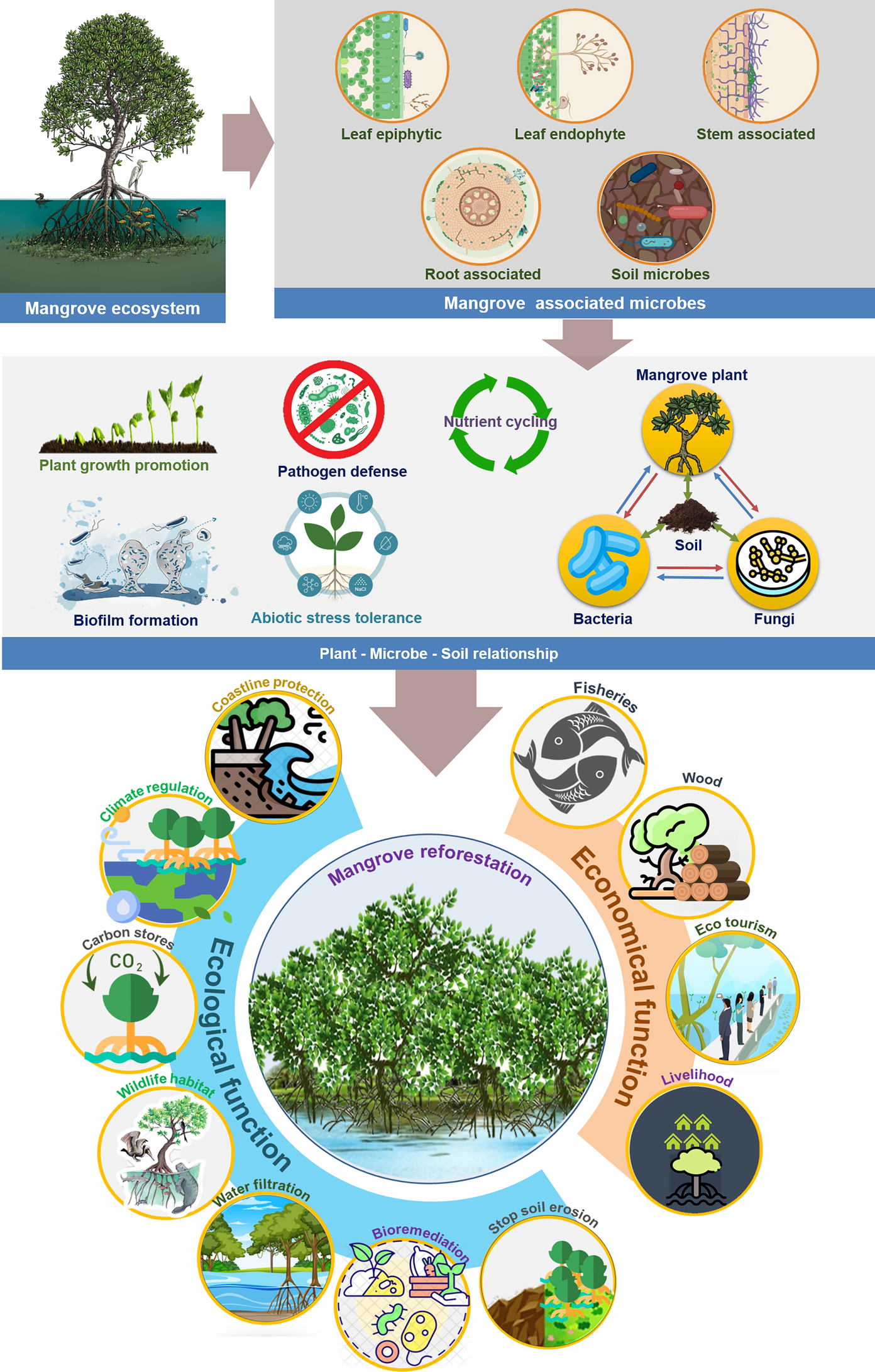 Potential of plant growth-promoting microbes for improving plant and soil health for biotic and abiotic stress management in mangrove vegetation