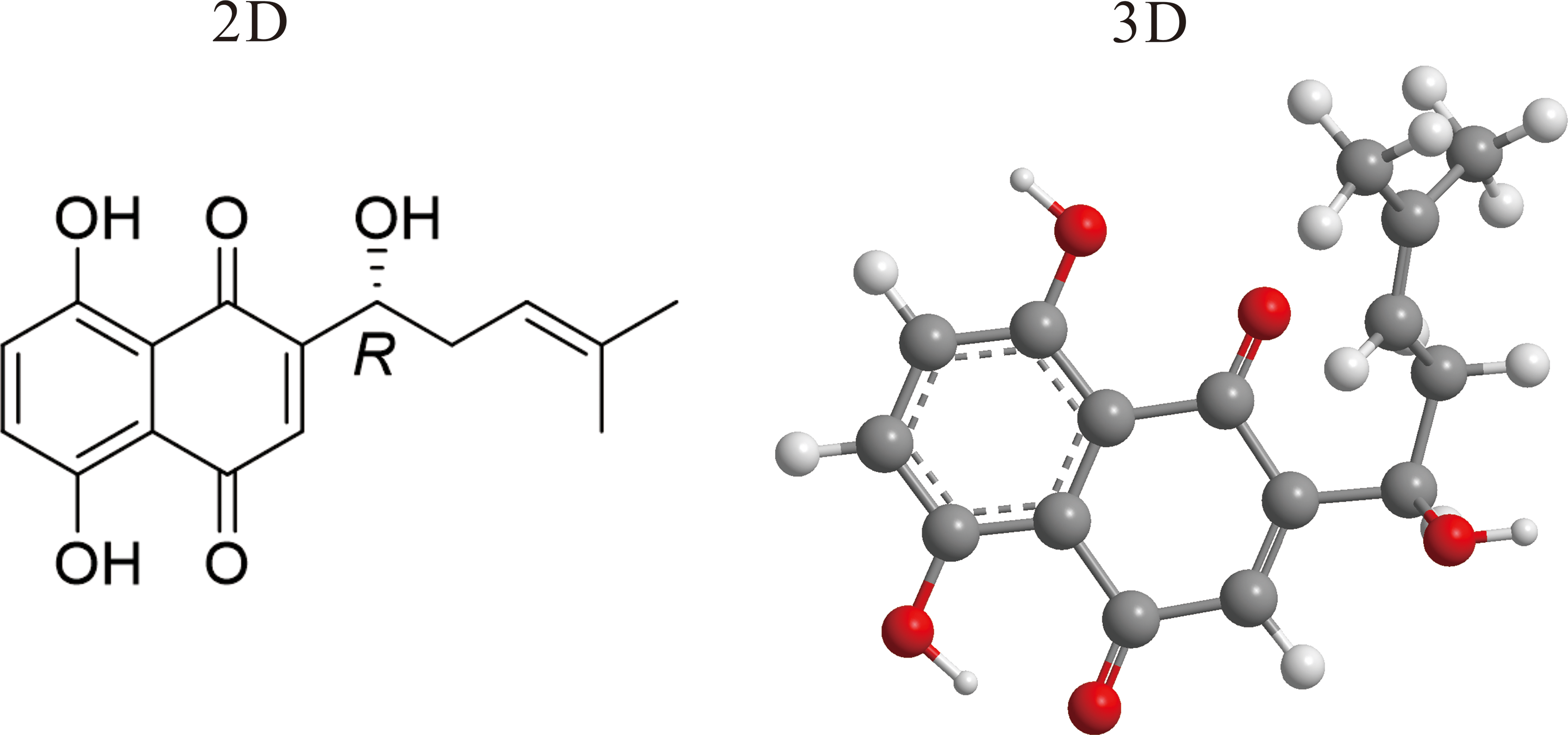 Effect and mechanisms of shikonin on breast cancer cells in vitro and in vivo