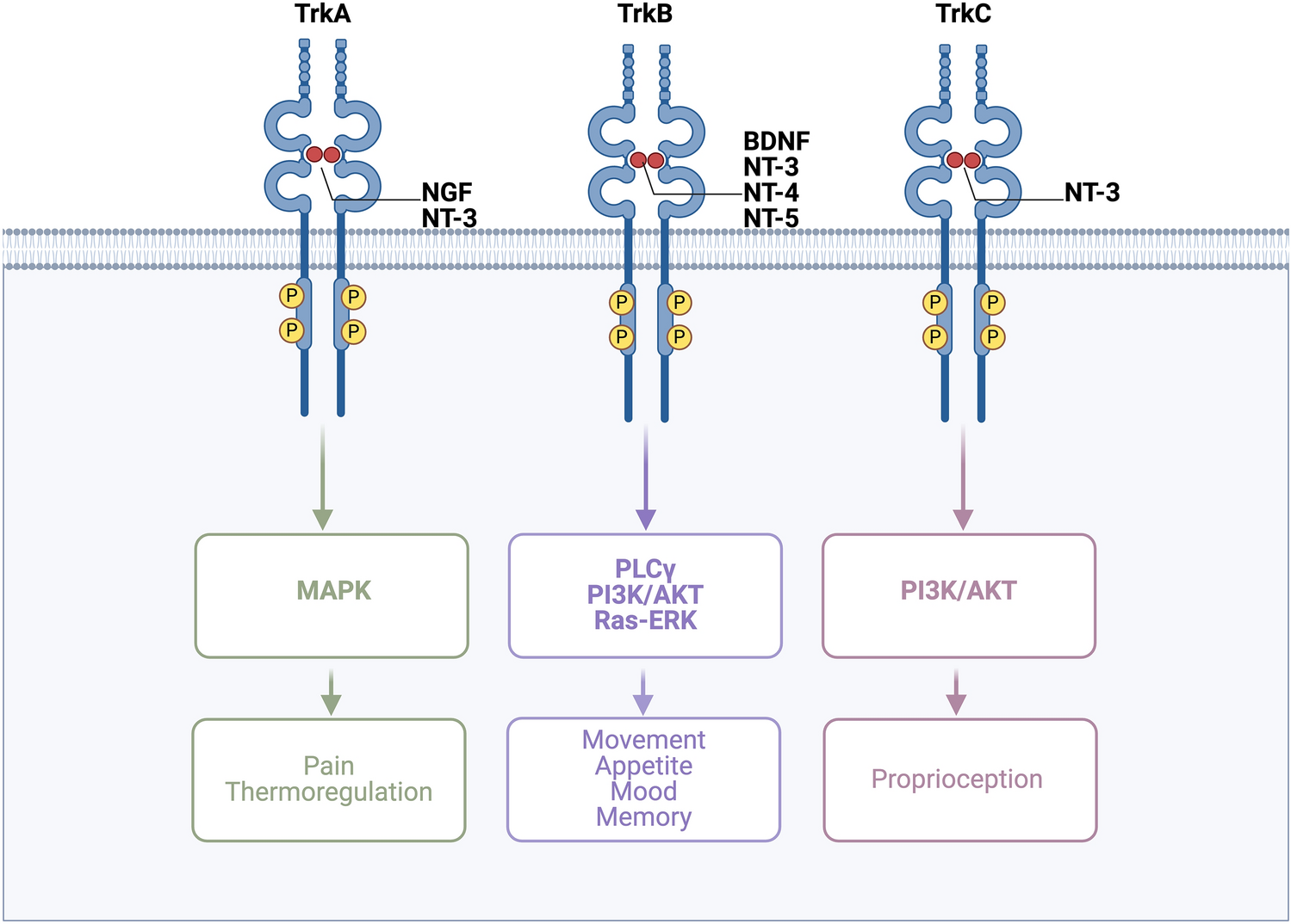 Current Landscape of NTRK Inhibition for Pediatric CNS Tumors