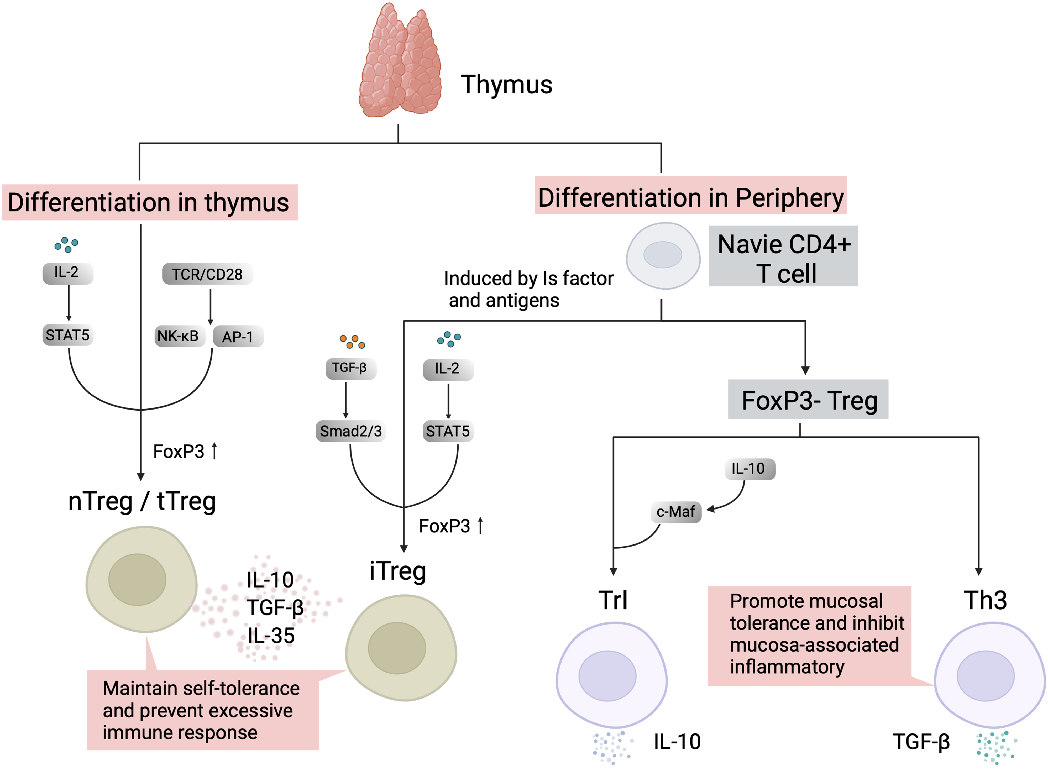 Regulatory T cells in immune checkpoint blockade antitumor therapy