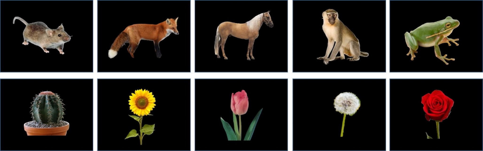 EEG-based deception detection using weighted dual perspective visibility graph analysis