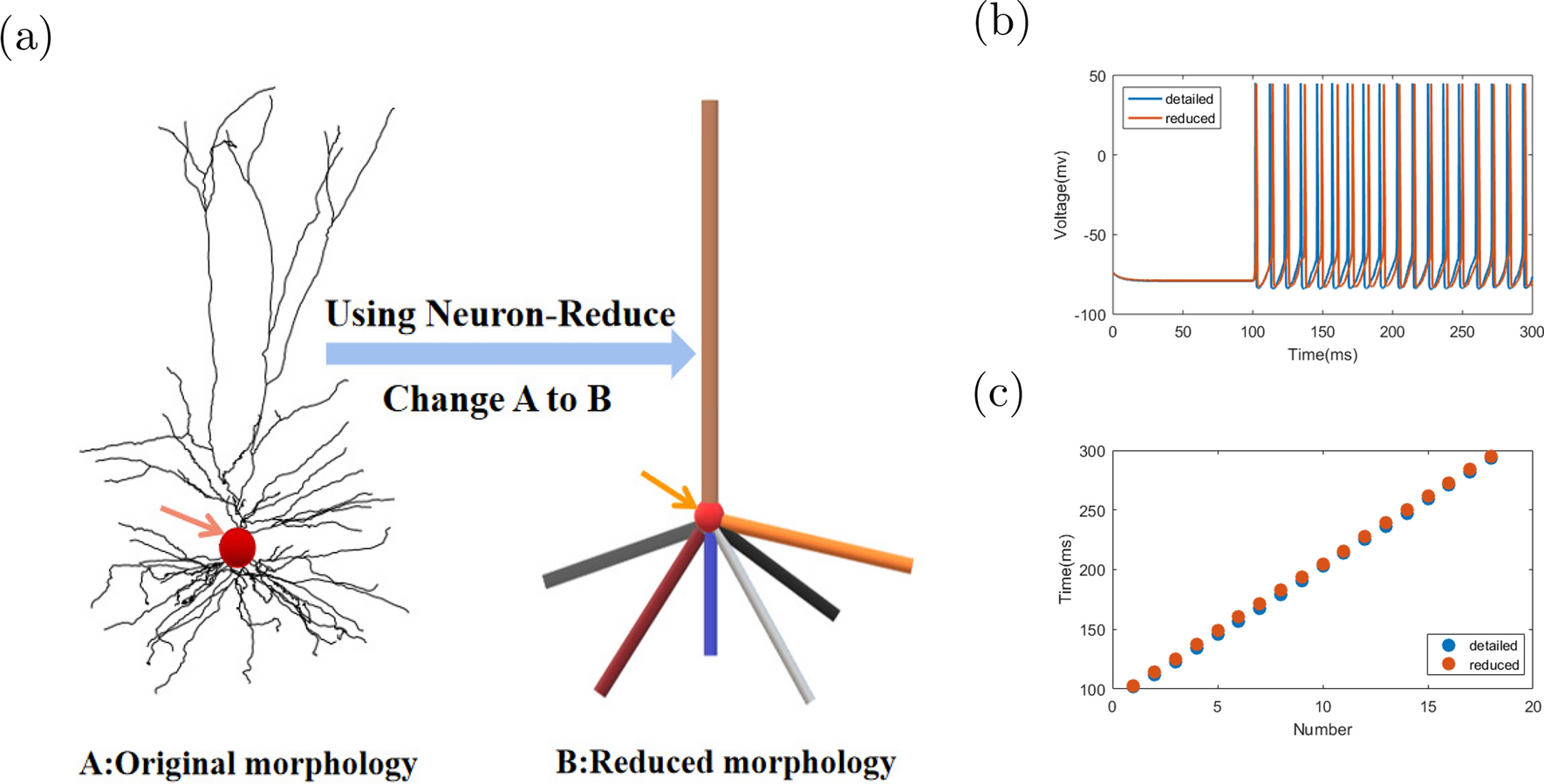 Regulation of XOR function of reduced human L2/3 pyramidal neurons