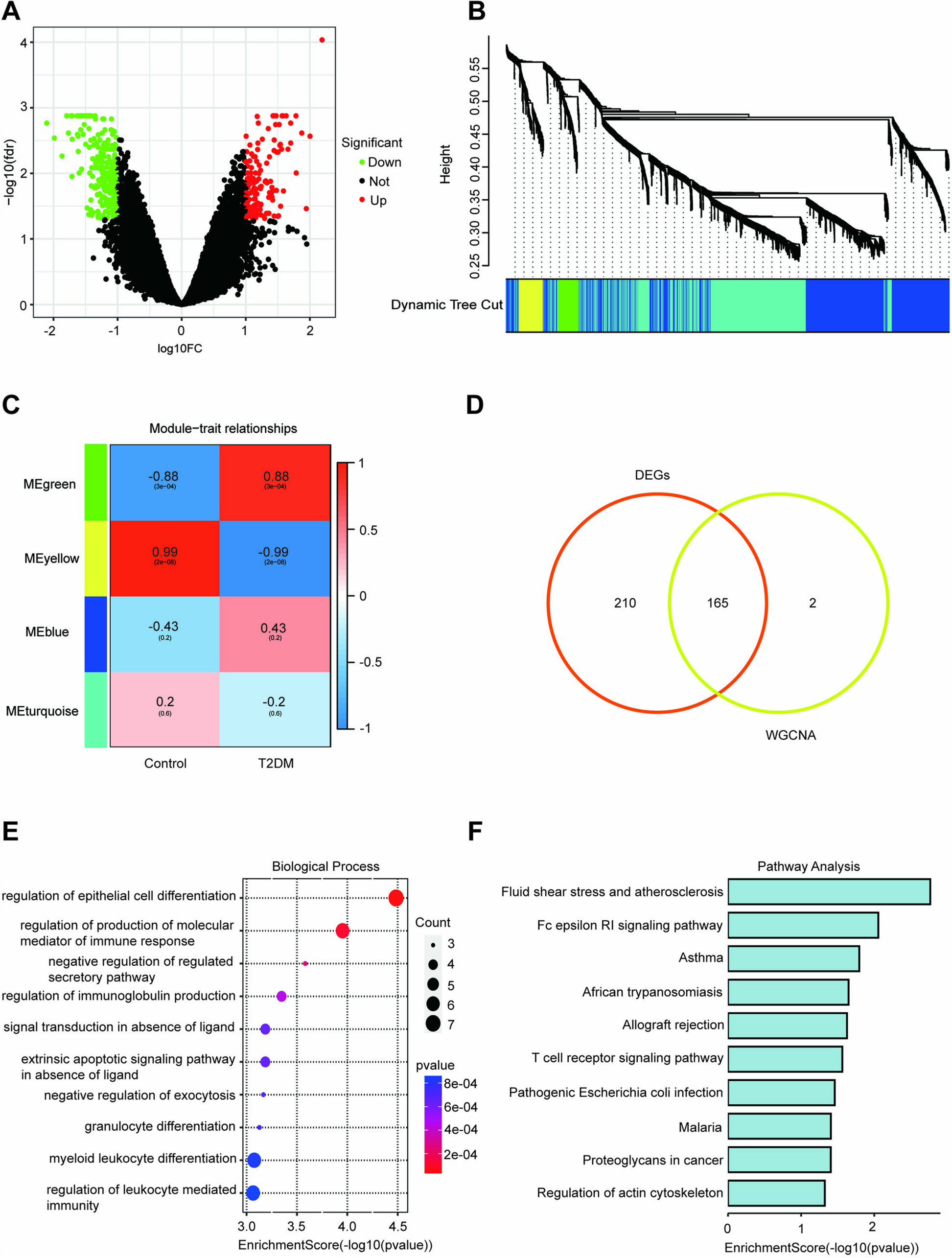 Upregulation of C1QC as a Mediator of Blood–Brain Barrier Damage in Type 2 Diabetes Mellitus