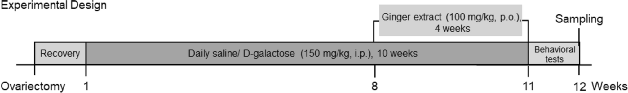 Ginger Extract Improves Cognitive Dysfunction via Modulation of Gut Microbiota-Derived Short-Chain Fatty Acids in D-Galactose/Ovariectomy-Induced Alzheimer-Like Disease