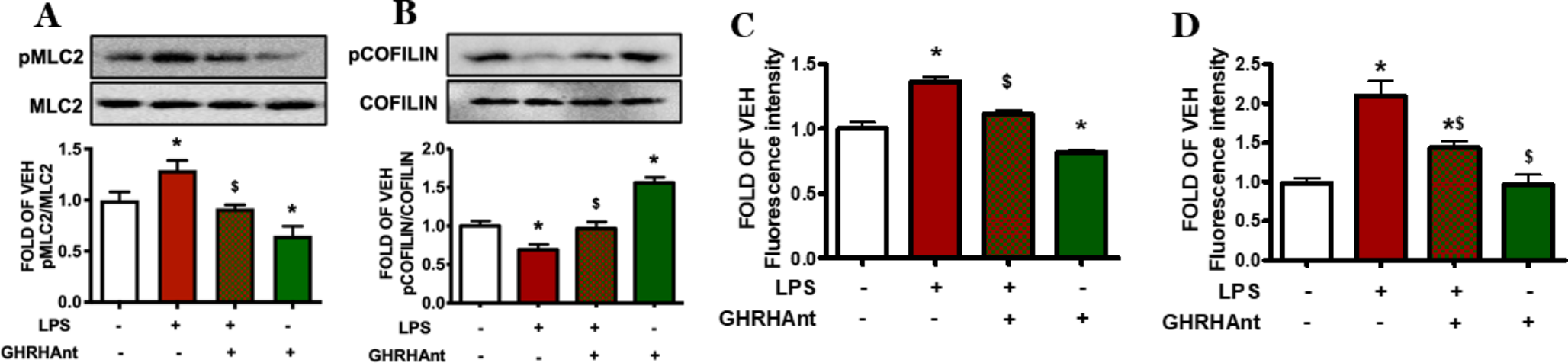Alleviation of LPS-induced Endothelial Injury due to GHRH Antagonist Treatment