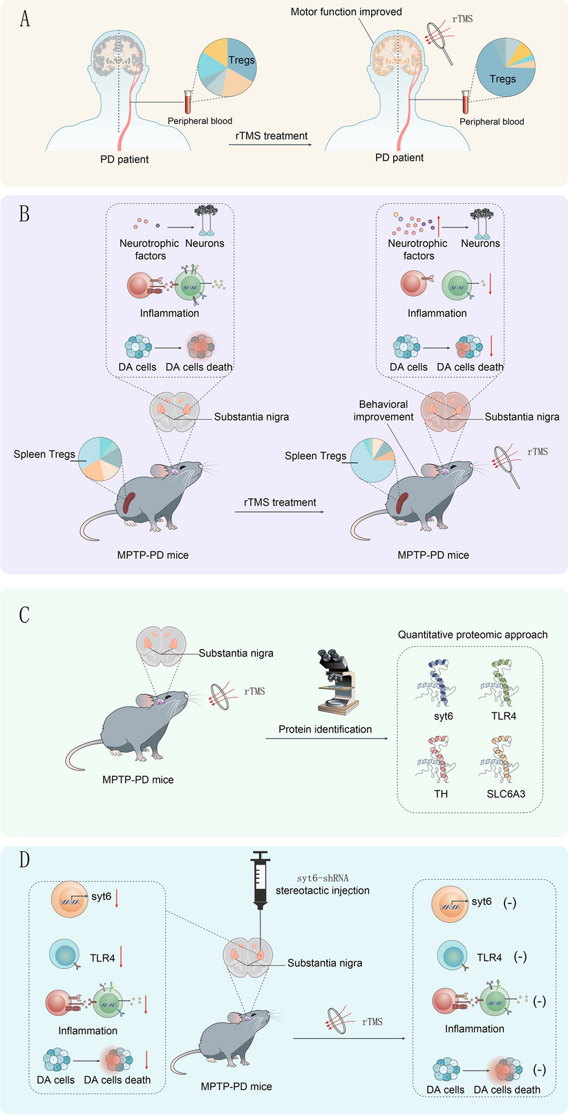 Repetitive transcranial magnetic stimulation alleviates motor impairment in Parkinson’s disease: association with peripheral inflammatory regulatory T-cells and SYT6