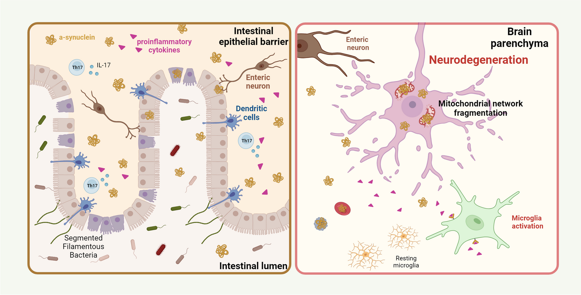 Gut-first Parkinson’s disease is encoded by gut dysbiome