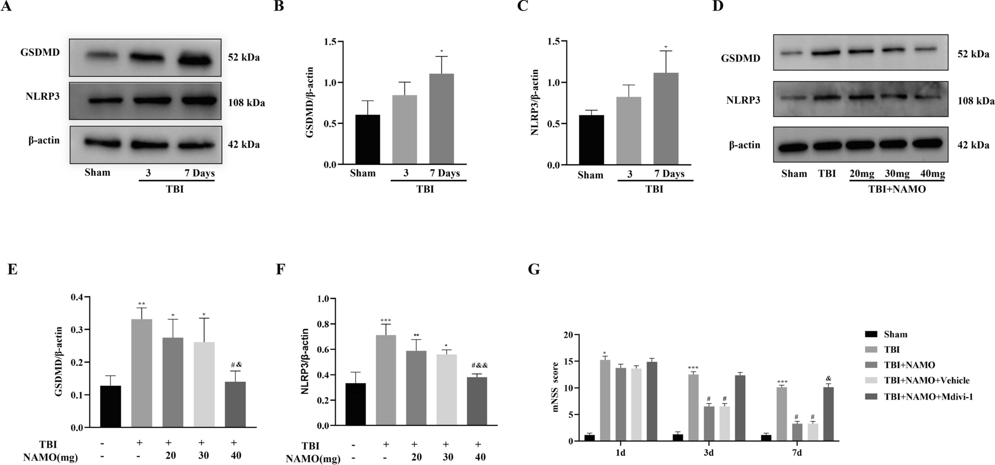 Nicotinamide N-oxide Inhibits Microglial Pyroptosis by Upregulating Mitophagy and Alleviates Neural Damage in Rats after TBI