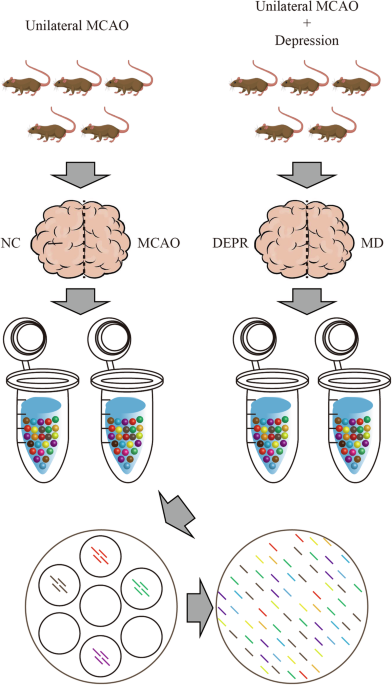 Gene expression profiles of endothelium, microglia and oligodendrocytes in hippocampus of post-stroke depression rat at single cell resolution