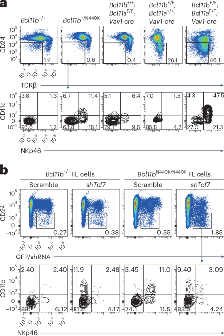 Inborn errors of immunity caused by dominant negative interference by a BCL11B variant