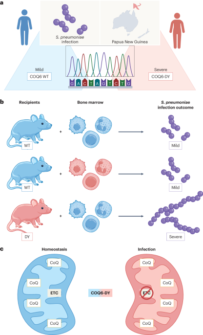 COQ6 defies immune and metabolic expectations