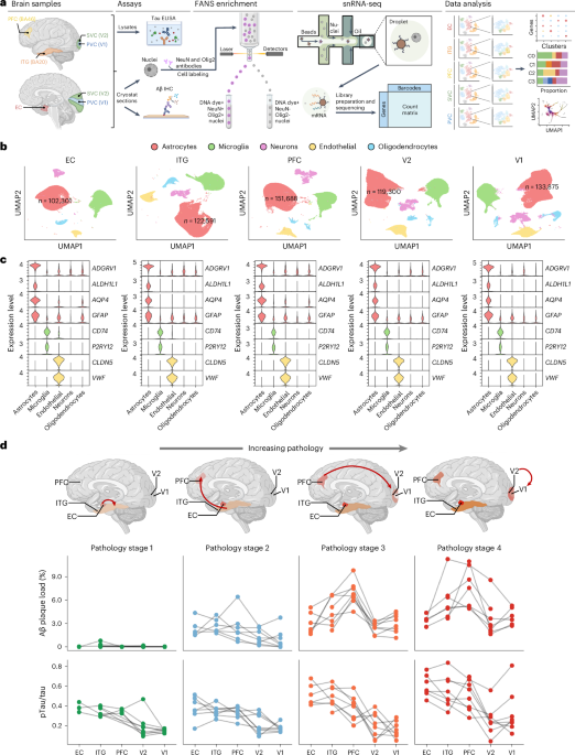 Astrocyte transcriptomic changes along the spatiotemporal progression of Alzheimer’s disease