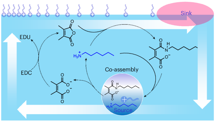 Molecular-scale dissipative chemistry drives the formation of nanoscale assemblies and their macroscale transport