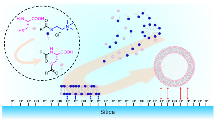 Protocells by spontaneous reaction of cysteine with short-chain thioesters