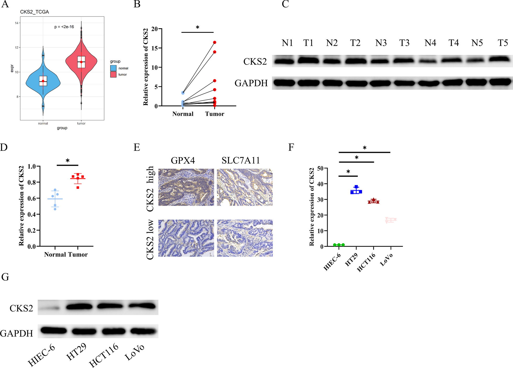 CKS2 induces autophagy-mediated glutathione metabolic reprogramming to facilitate ferroptosis resistance in colon cancer