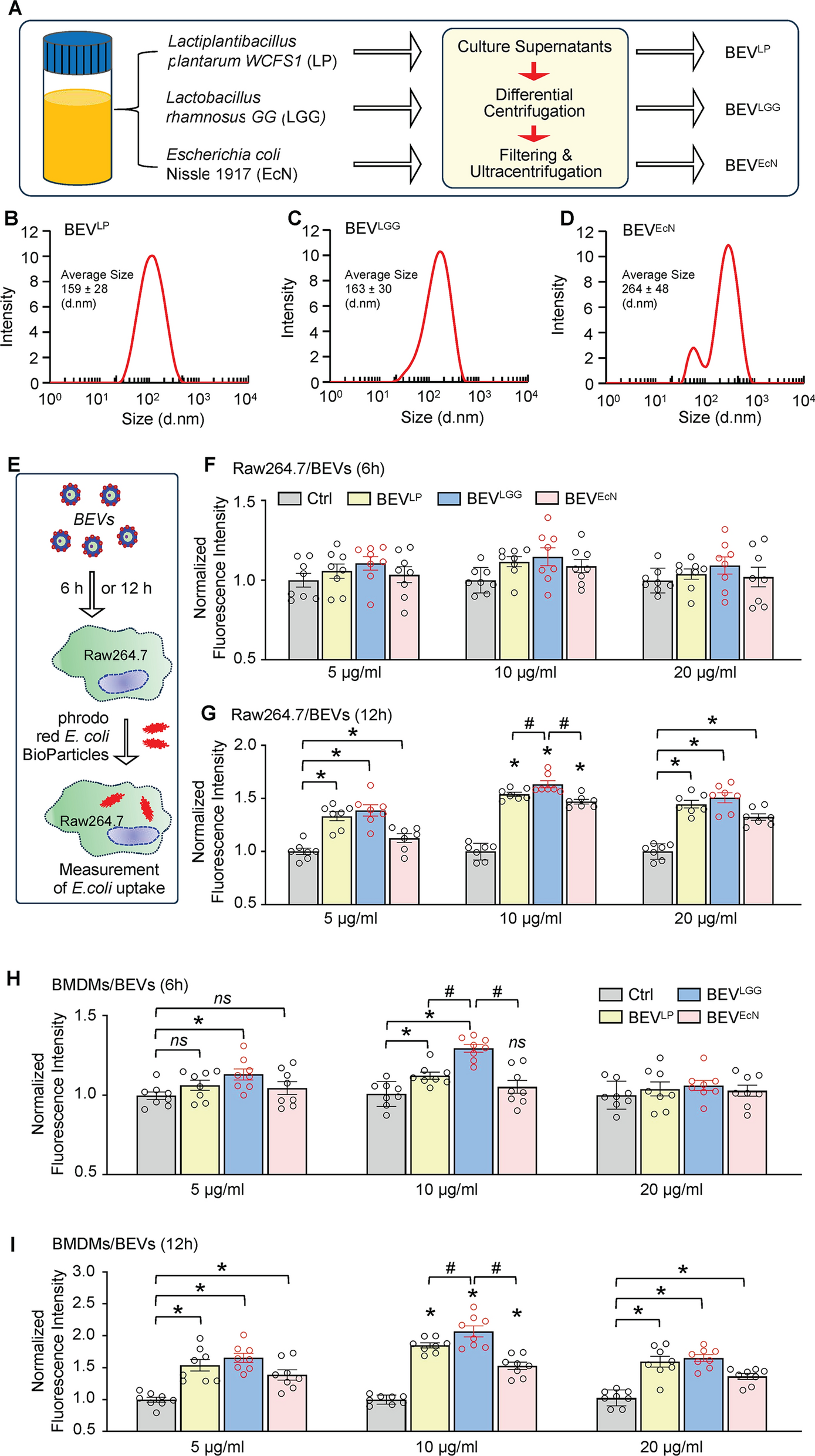 Probiotic bacteria-released extracellular vesicles enhance macrophage phagocytosis in polymicrobial sepsis by activating the FPR1/2 pathway