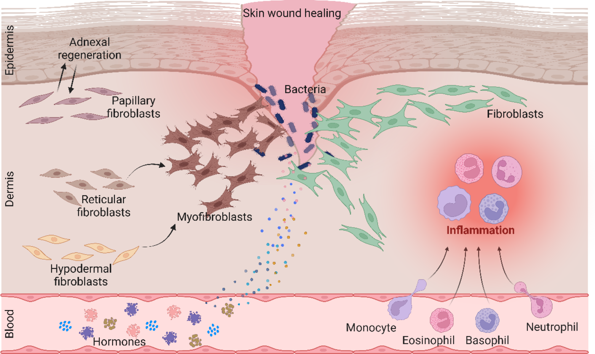 Hormonal interventions in skin wounds – a mini review