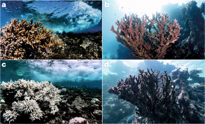 Microbial solutions must be deployed against climate catastrophe
