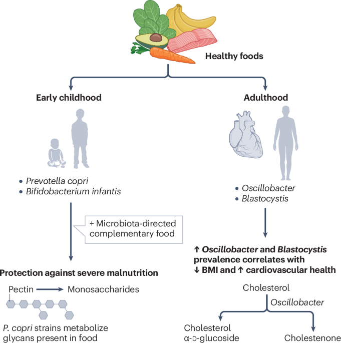 Metabolic health across the ages: how microbiota members support our well-being