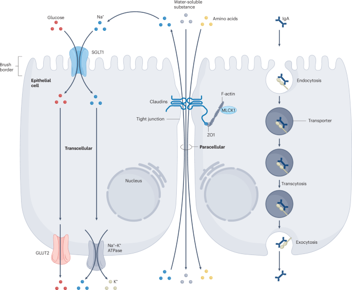 Transport functions of intestinal lymphatic vessels