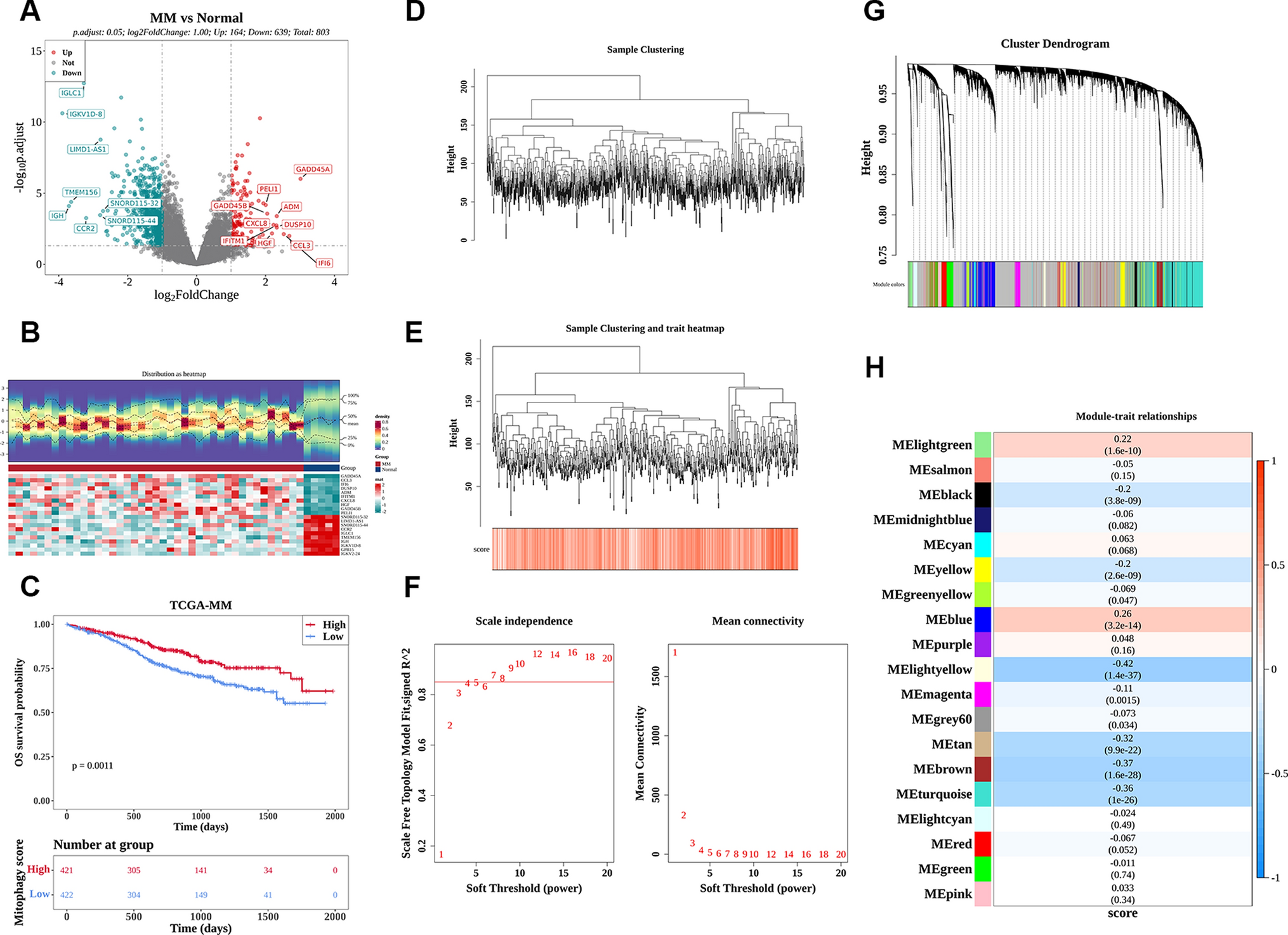 Identifying the prognostic significance of mitophagy-associated genes in multiple myeloma: a novel risk model construction