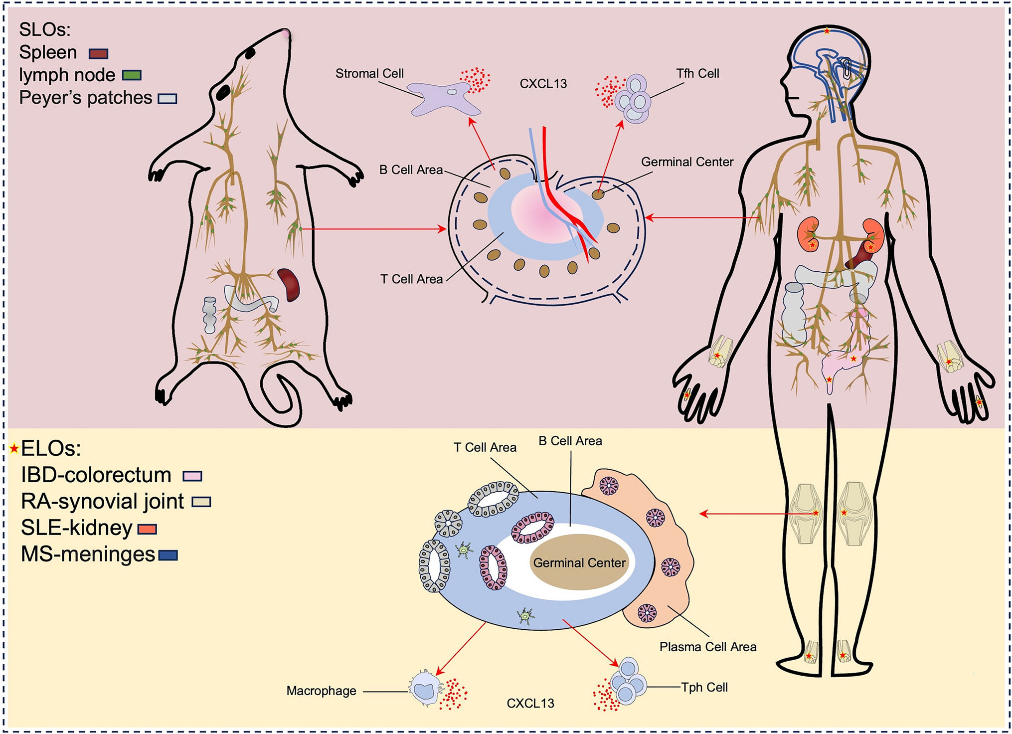 CXCL13: a common target for immune-mediated inflammatory diseases