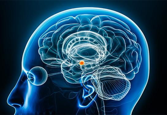 The roots of fear: Understanding the amygdala
