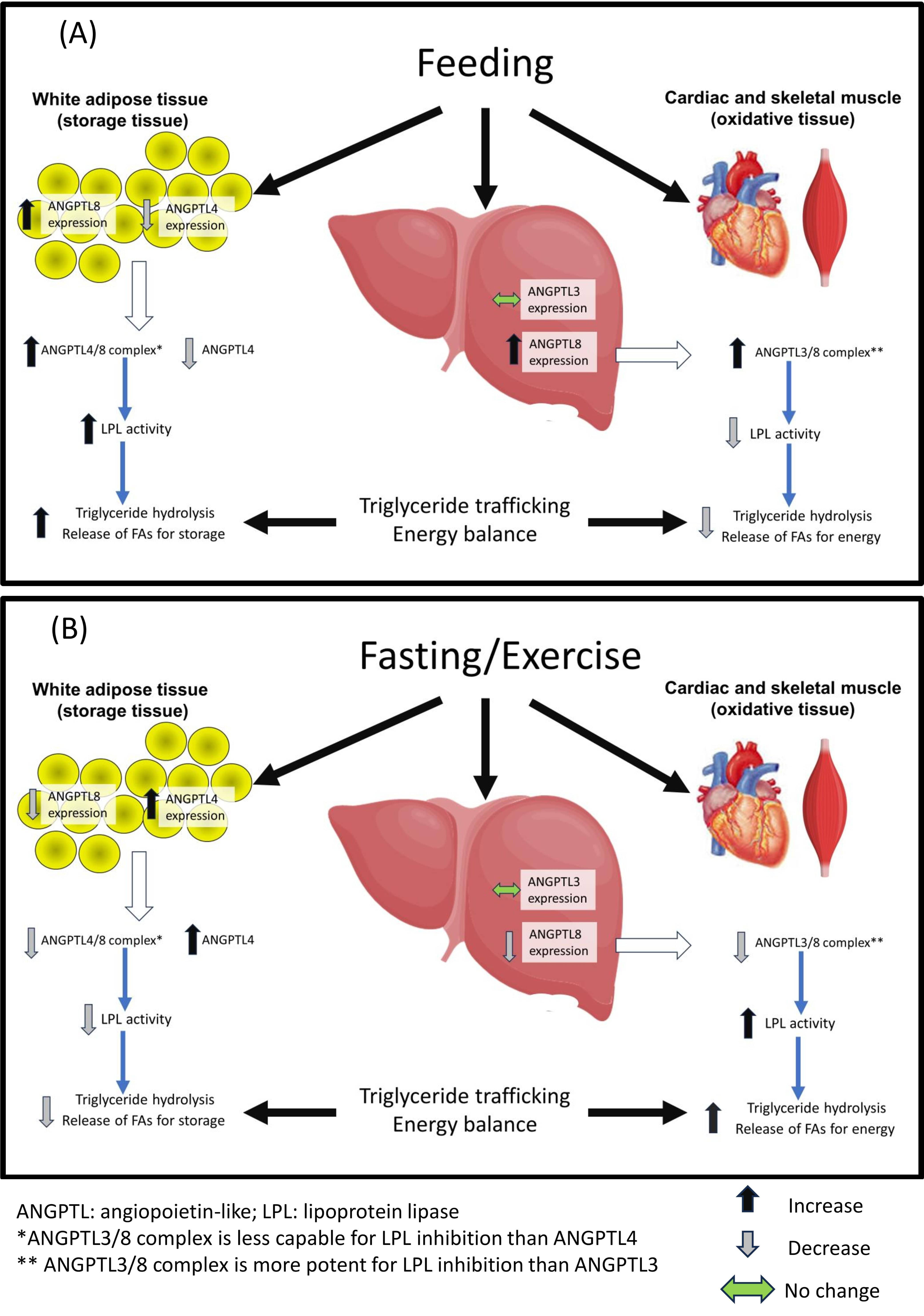 Inhibition of the ANGPTL3/8 Complex for the Prevention and Treatment of Atherosclerotic Cardiovascular Disease