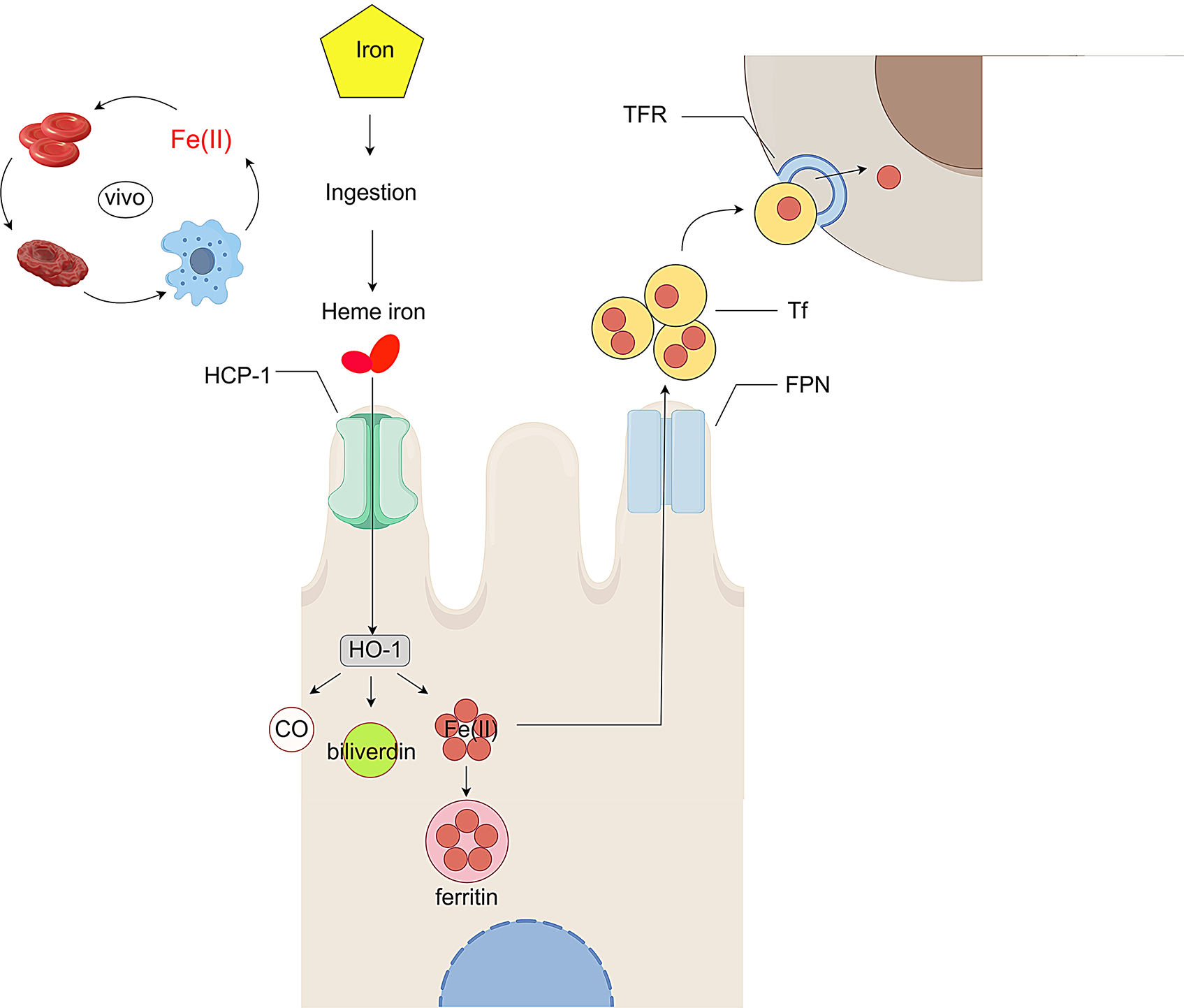The Role of Iron in Atherosclerosis and its Association with Related Diseases