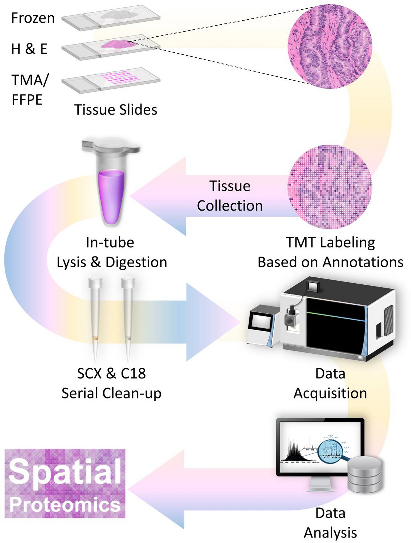 SPOT: spatial proteomics through on-site tissue-protein-labeling