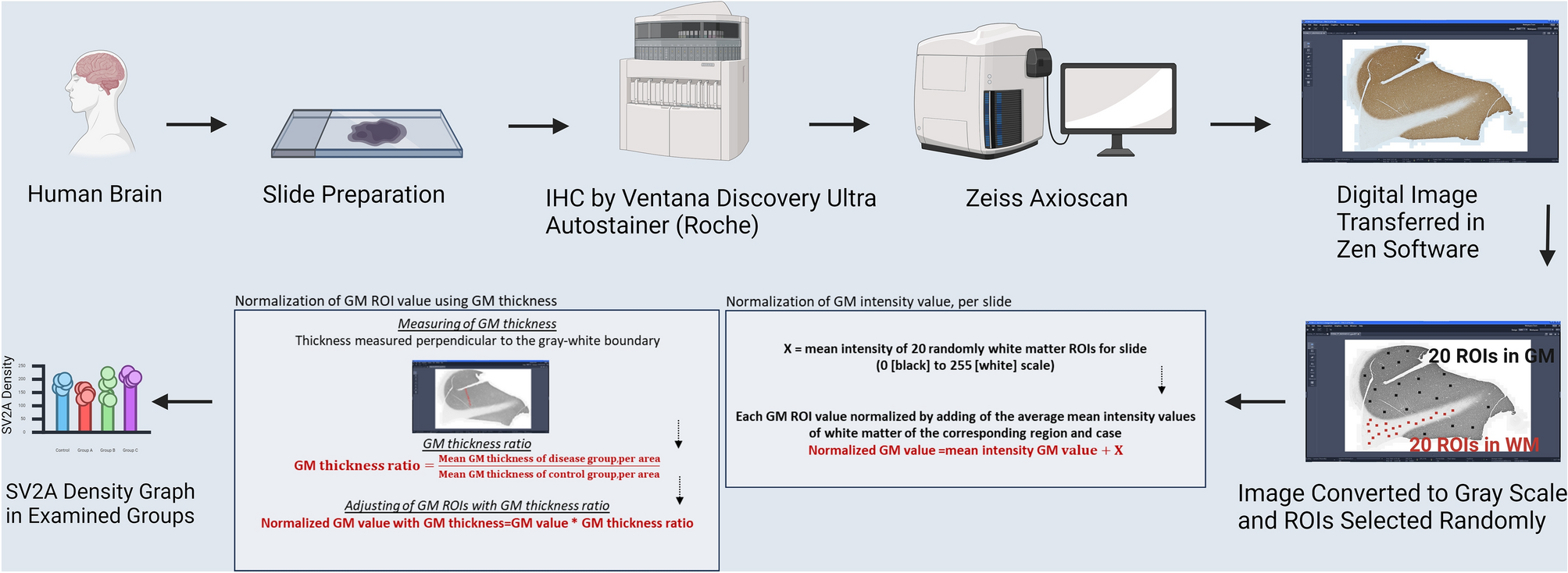 Comprehensive mapping of synaptic vesicle protein 2A (SV2A) in health and neurodegenerative diseases: a comparative analysis with synaptophysin and ground truth for PET-imaging interpretation