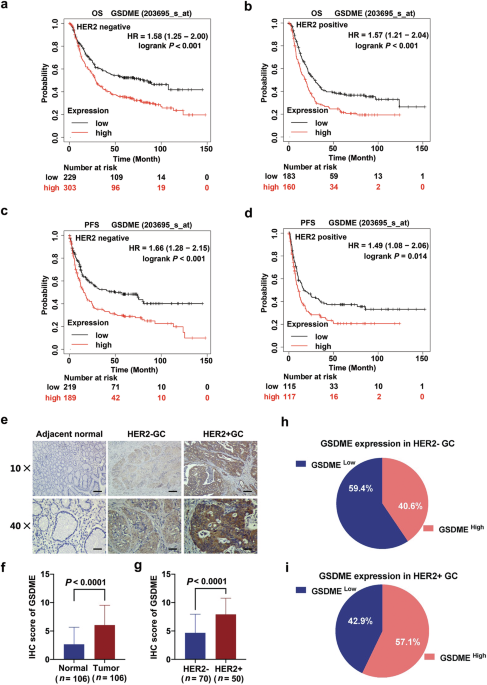 The novel BCL-2/BCL-XL inhibitor APG-1252-mediated cleavage of GSDME enhances the antitumor efficacy of HER2-targeted therapy in HER2-positive gastric cancer