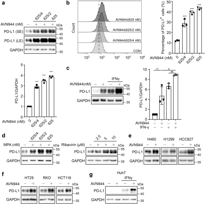 IMPDH inhibitors upregulate PD-L1 in cancer cells without impairing immune checkpoint inhibitor efficacy
