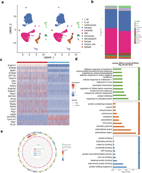 Endothelial FOSL1 drives angiotensin II-induced myocardial injury via AT1R-upregulated MYH9